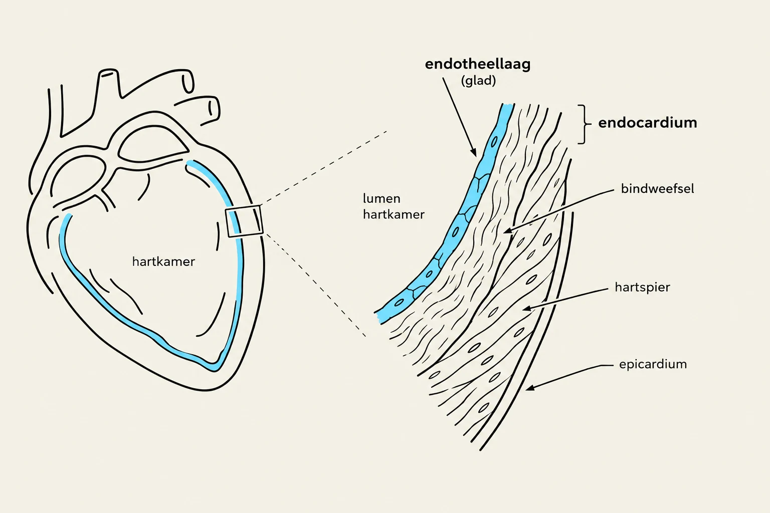 Diagram illustrating the layers of the heart wall, including the endocardium, myocardium (hartspier), and epicardium, with a magnified view of the endocardial lining.