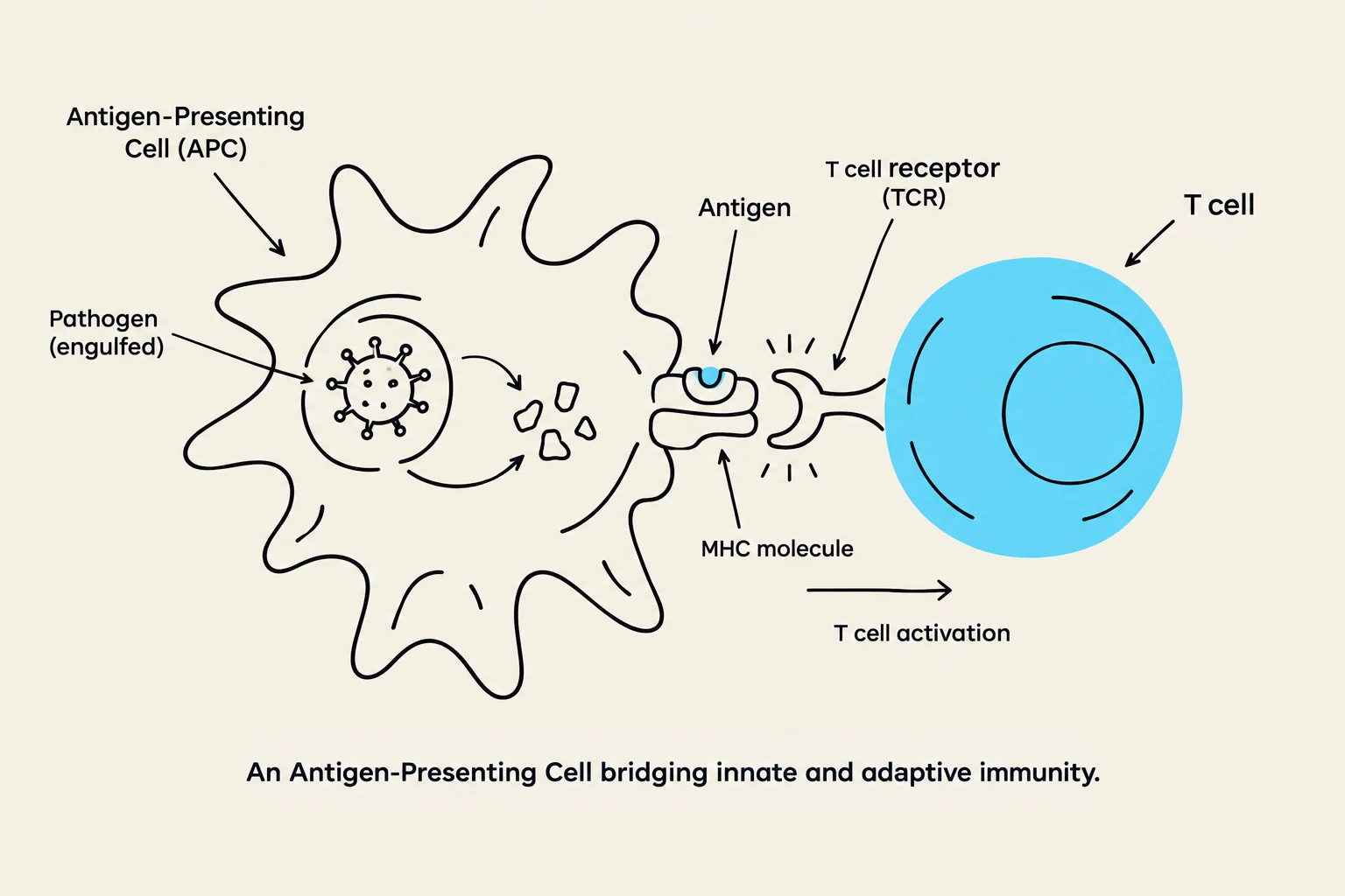 An illustration depicting an Antigen-Presenting Cell (APC) interacting with a T cell. The APC engulfs a pathogen, processes it, and presents an antigen via an MHC molecule to the T cell receptor (TCR) on a T cell, leading to T cell activation. This process bridges innate and adaptive immunity.