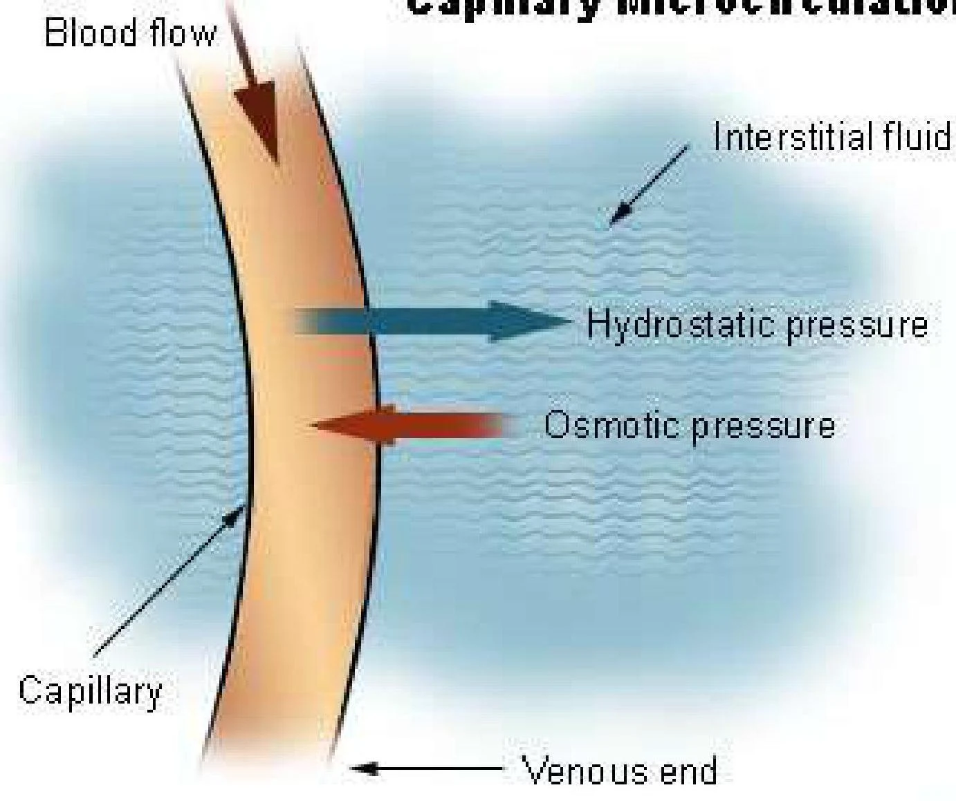 Diagram illustrating capillary microcirculation, showing blood flow, hydrostatic pressure, osmotic pressure, and interstitial fluid.