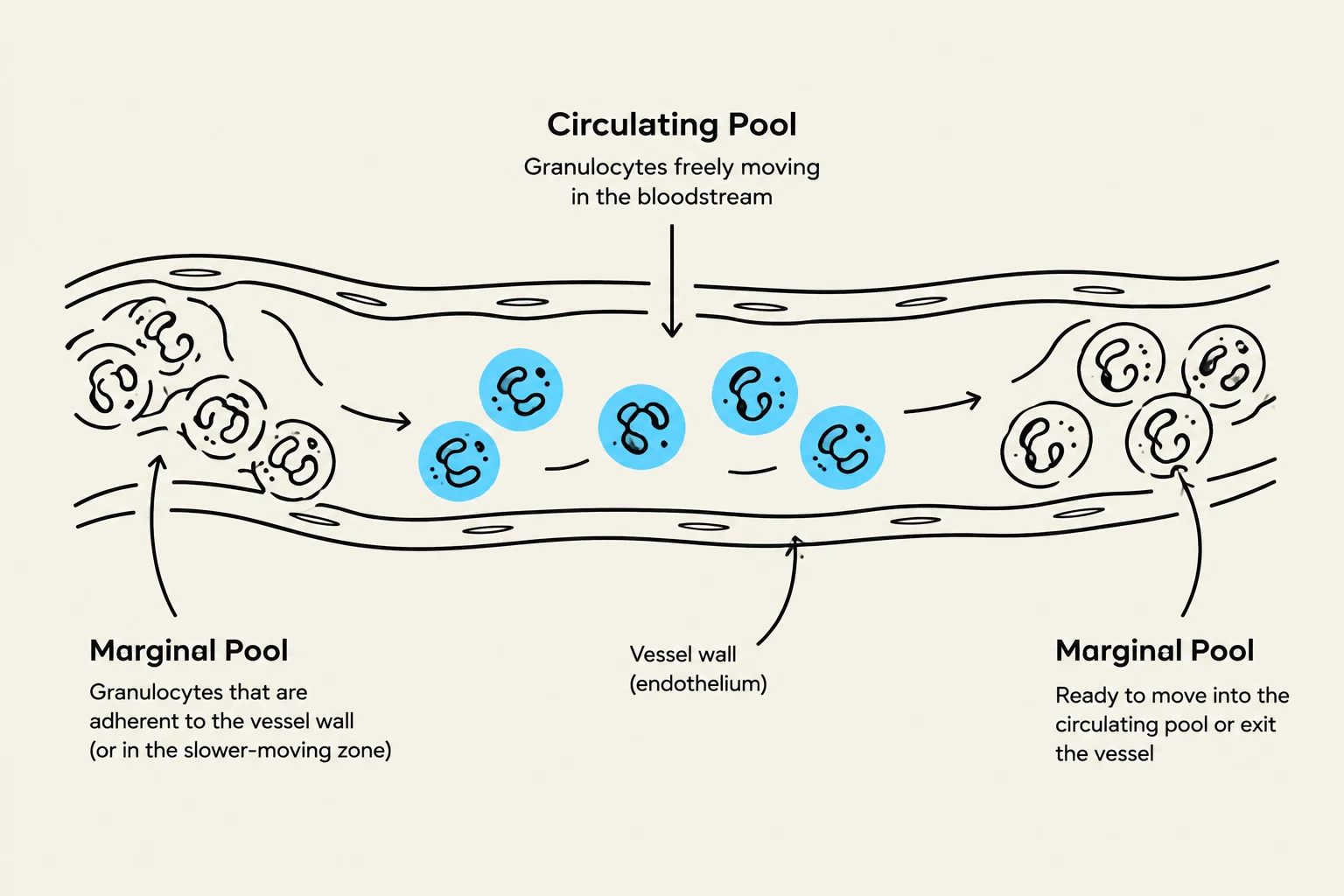 Diagram illustrating the circulating and marginal pools of granulocytes within a blood vessel, showing their movement and adherence to the vessel wall.