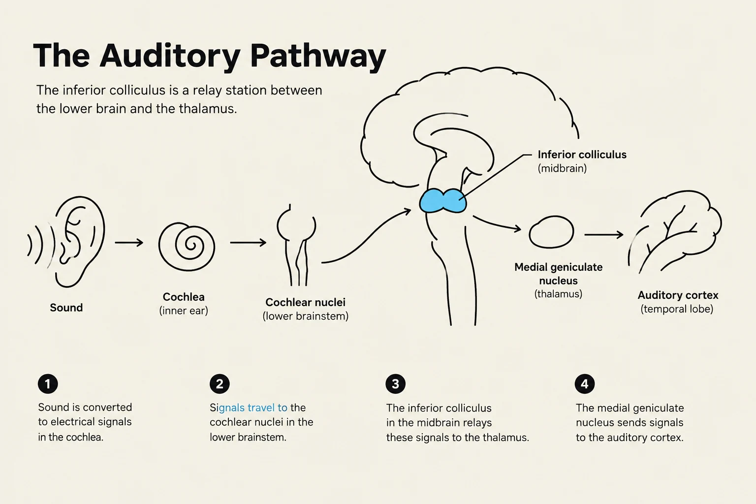 Diagram illustrating the auditory pathway, detailing the journey of sound from the ear to the auditory cortex in the brain.