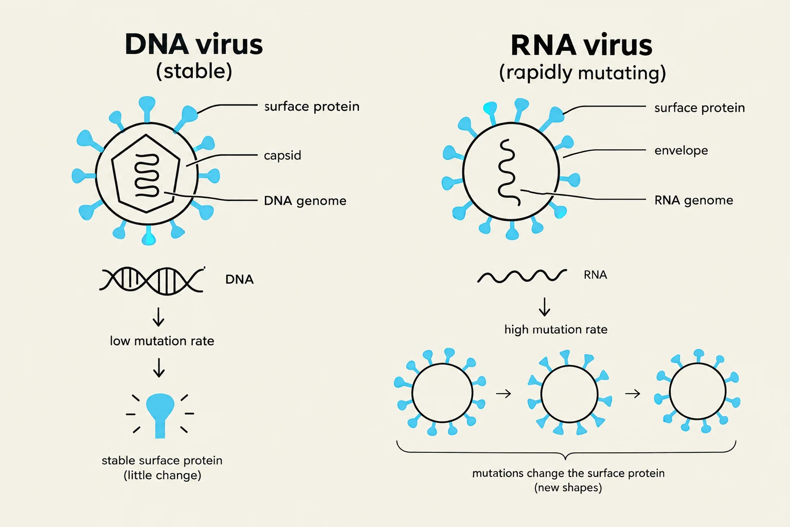 This illustration compares DNA viruses, which are stable and have a low mutation rate, to RNA viruses, which are rapidly mutating and can change their surface proteins into new shapes.