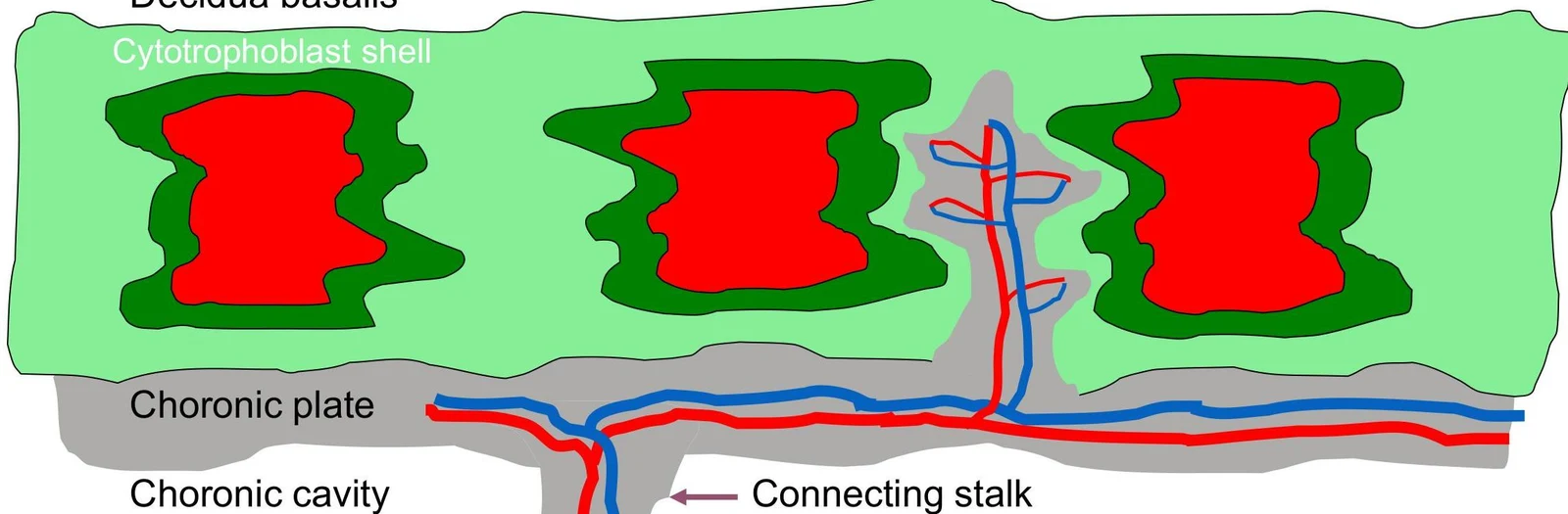 Diagram illustrating the chorionic plate, chorionic cavity, cytotrophoblast shell, and connecting stalk, with associated blood vessels.