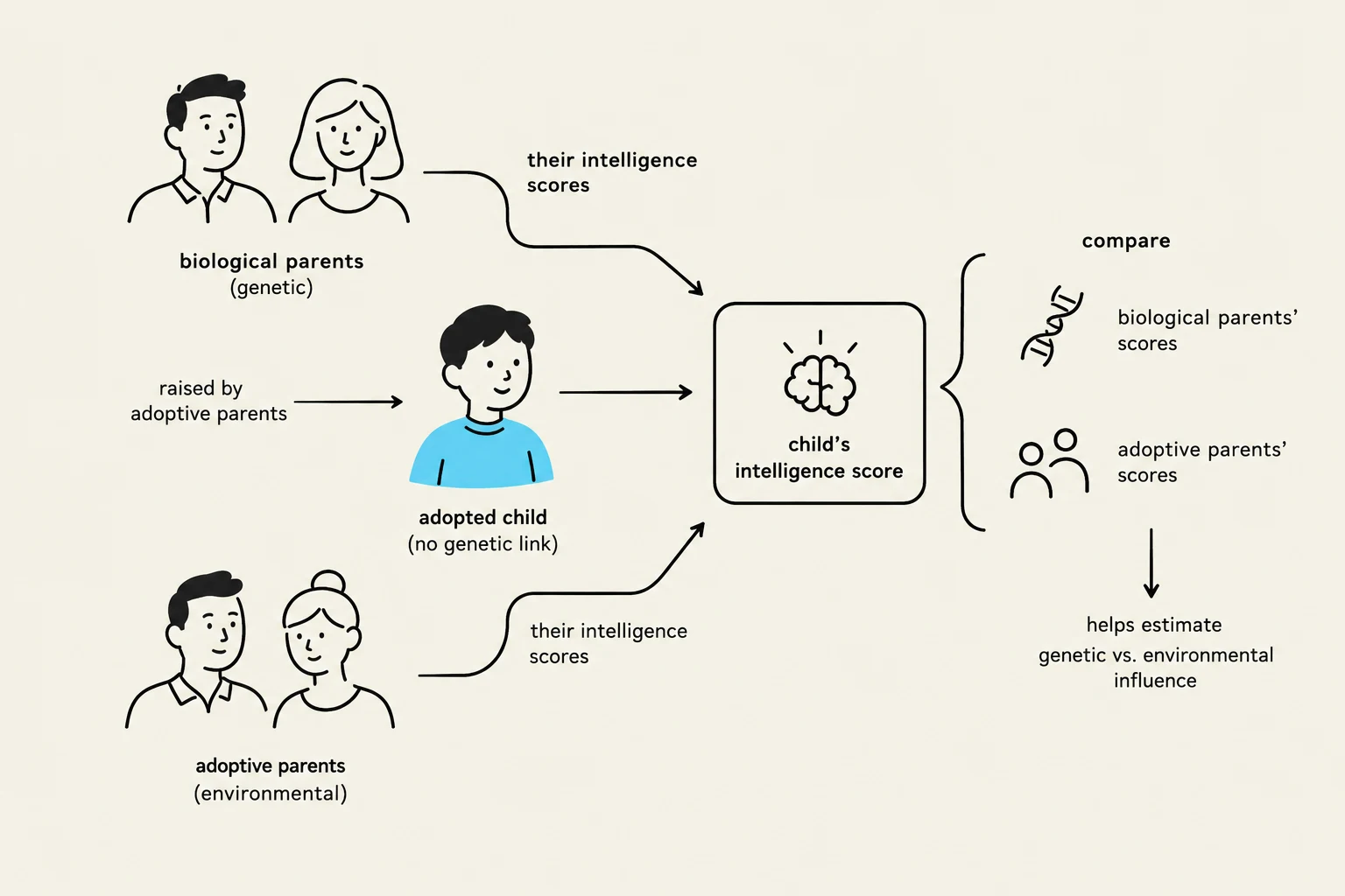 This diagram illustrates how intelligence scores of adopted children are compared to those of their biological and adoptive parents to estimate genetic versus environmental influences.