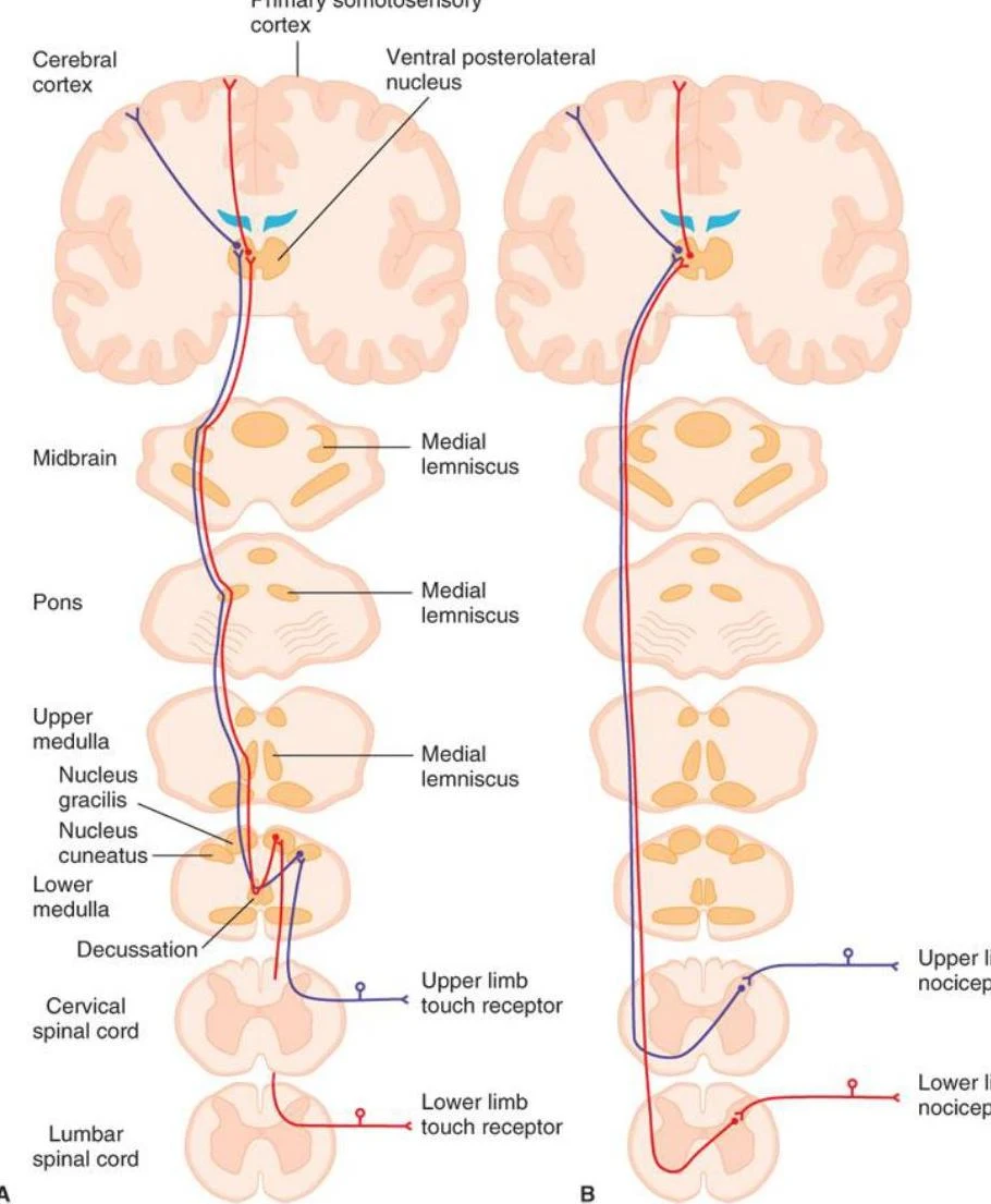 Diagrams illustrating the pathways of the medial lemniscus and spinothalamic tracts in the central nervous system, showing the decussation of sensory information in the medulla.