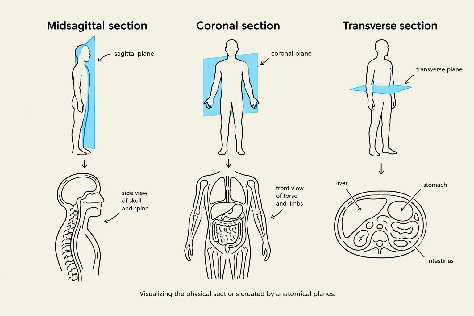 This illustration demonstrates the three anatomical planes: sagittal, coronal, and transverse, and the resulting cross-sections of the human body.