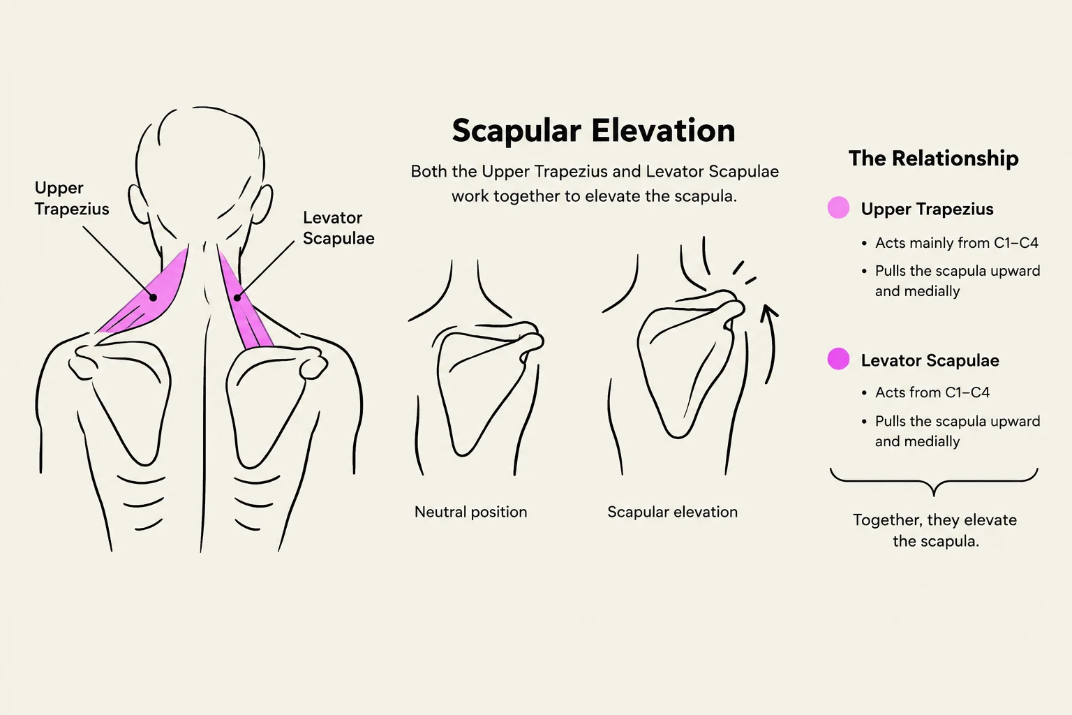 This illustration shows the muscles involved in scapular elevation, specifically the Upper Trapezius and Levator Scapulae, and their actions in moving the scapula.