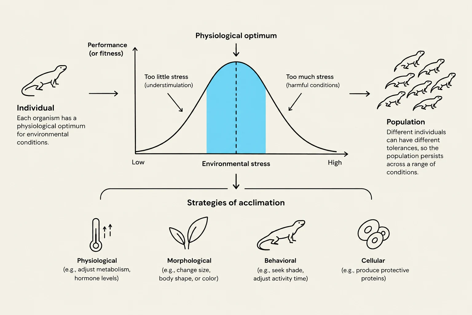 This diagram illustrates the concept of physiological optimum in relation to environmental stress for both individuals and populations, along with various strategies of acclimation such as physiological, morphological, behavioral, and cellular adaptations.