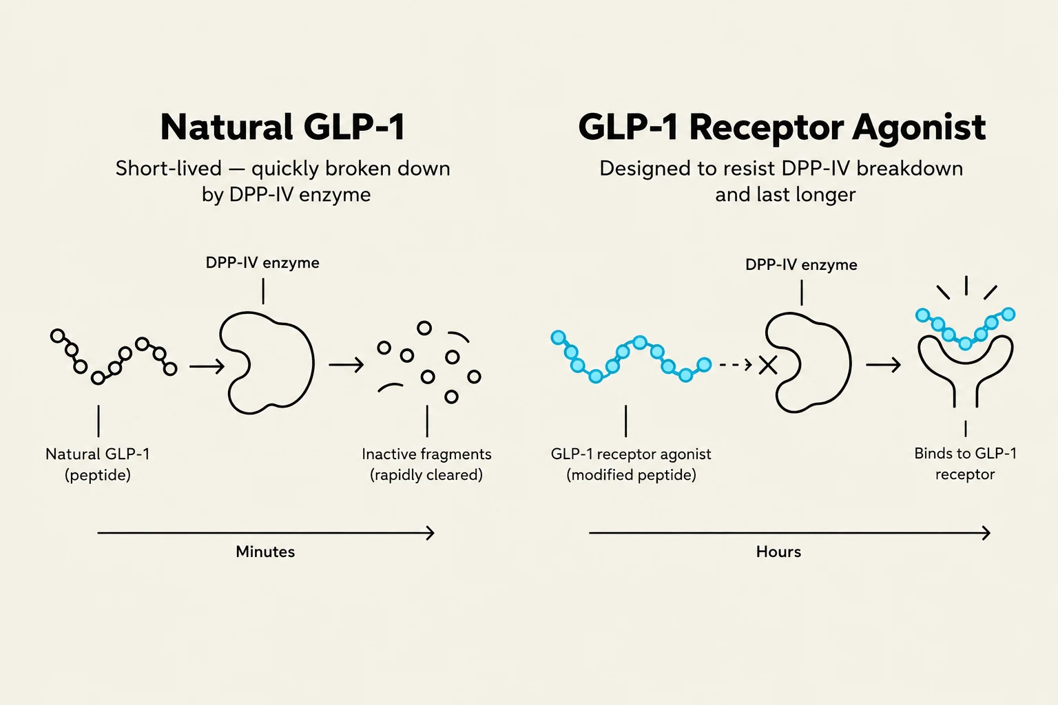 This diagram illustrates the difference between natural GLP-1 and a GLP-1 receptor agonist. Natural GLP-1 is quickly broken down by the DPP-IV enzyme into inactive fragments, while the GLP-1 receptor agonist is designed to resist this breakdown and bind to the GLP-1 receptor, lasting longer.