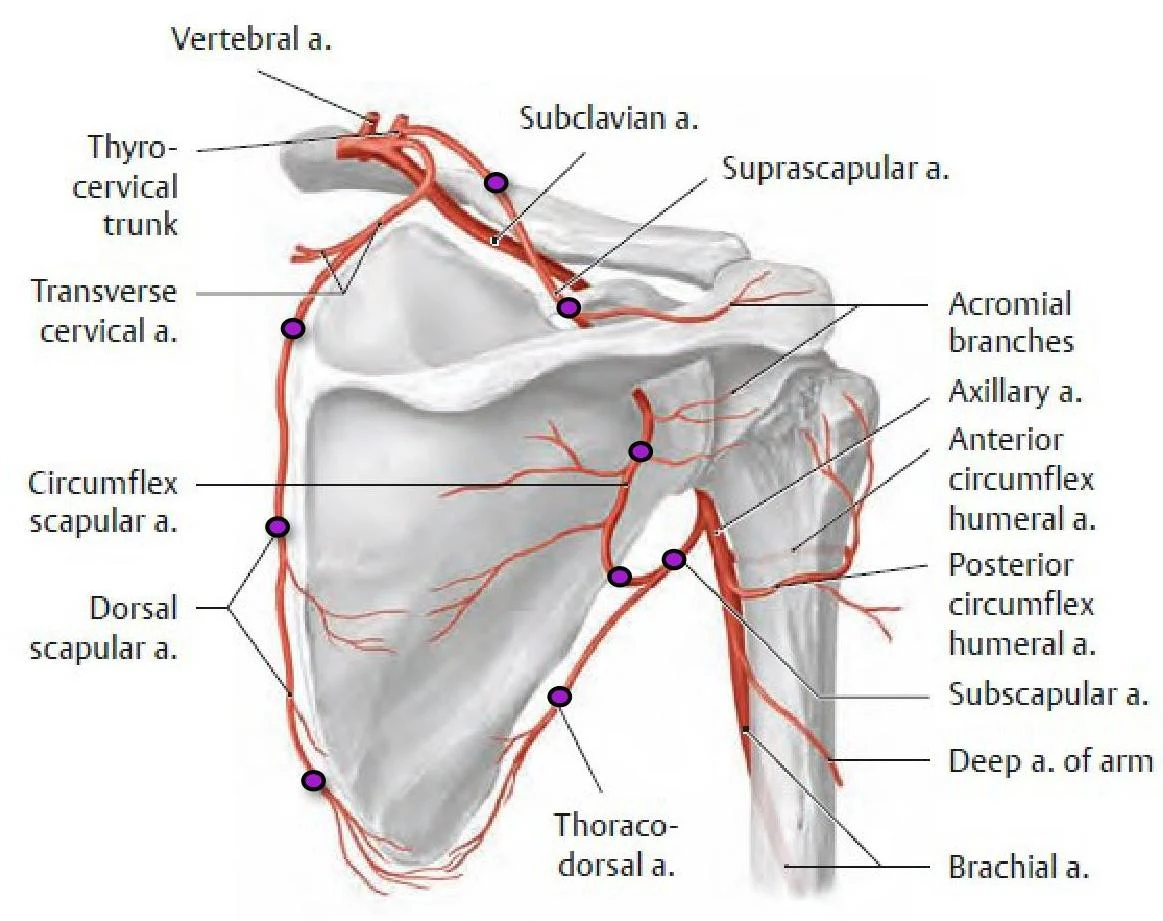 An illustration of the arteries of the shoulder and upper arm, including the vertebral, subclavian, axillary, and brachial arteries, along with their branches.