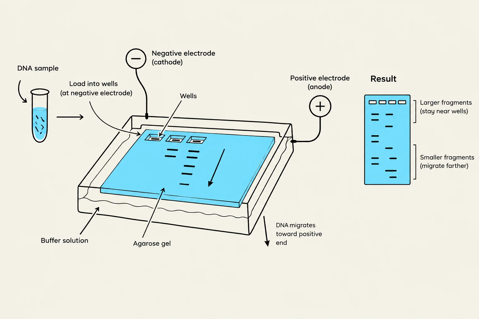 Diagram illustrating the process of gel electrophoresis for DNA separation, showing sample loading, migration through an agarose gel towards a positive electrode, and the resulting separation of DNA fragments by size.