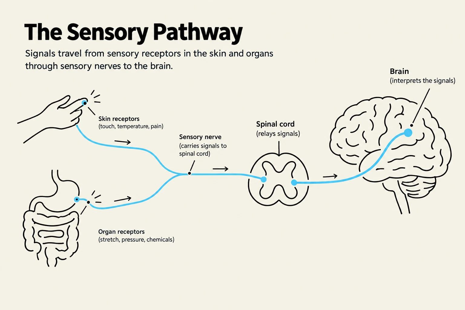 This diagram illustrates the sensory pathway, showing how signals from skin and organ receptors travel through sensory nerves to the spinal cord and then to the brain for interpretation.