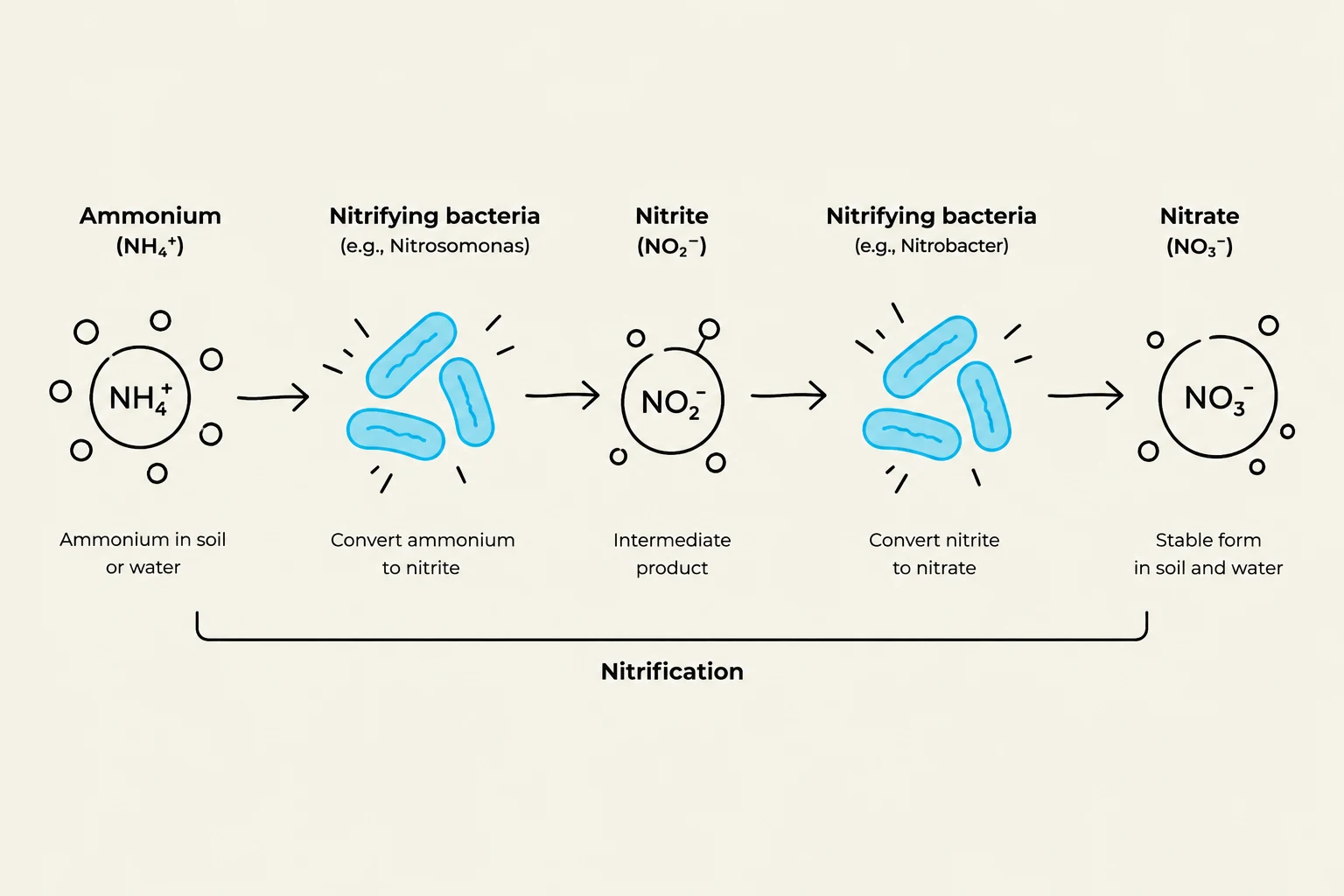 Diagram illustrating the process of nitrification, where ammonium is converted to nitrite by Nitrosomonas bacteria, and then nitrite is converted to nitrate by Nitrobacter bacteria, resulting in a stable form in soil and water.