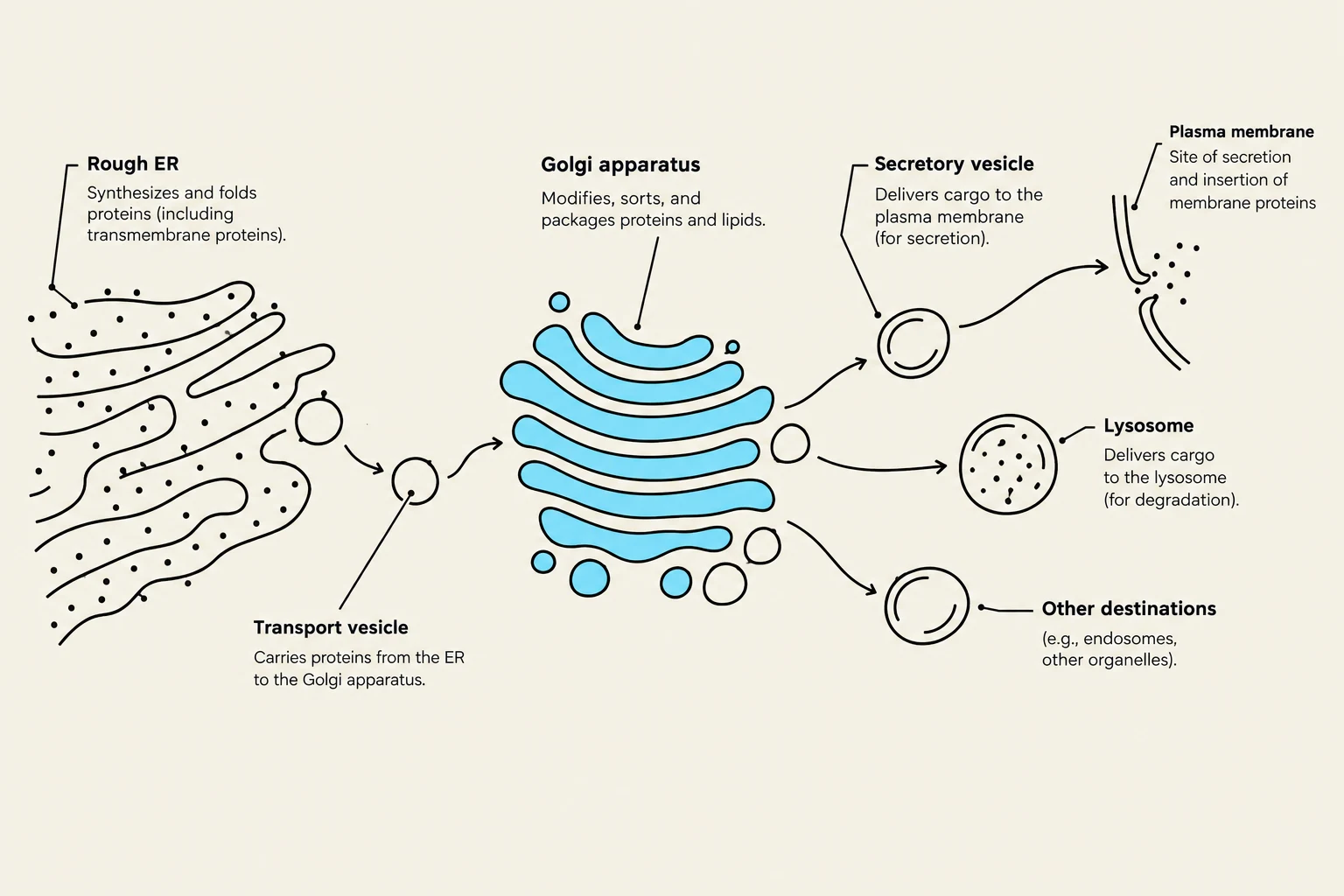 Diagram illustrating the function of the Rough ER, Golgi apparatus, and vesicles in protein processing and transport within a cell.