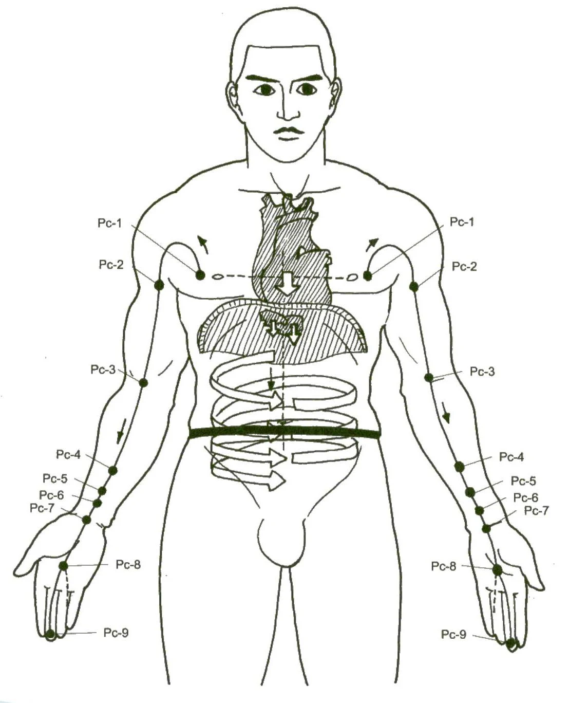 Diagram illustrating acupuncture points on the human body, specifically focusing on the pericardium meridian.
