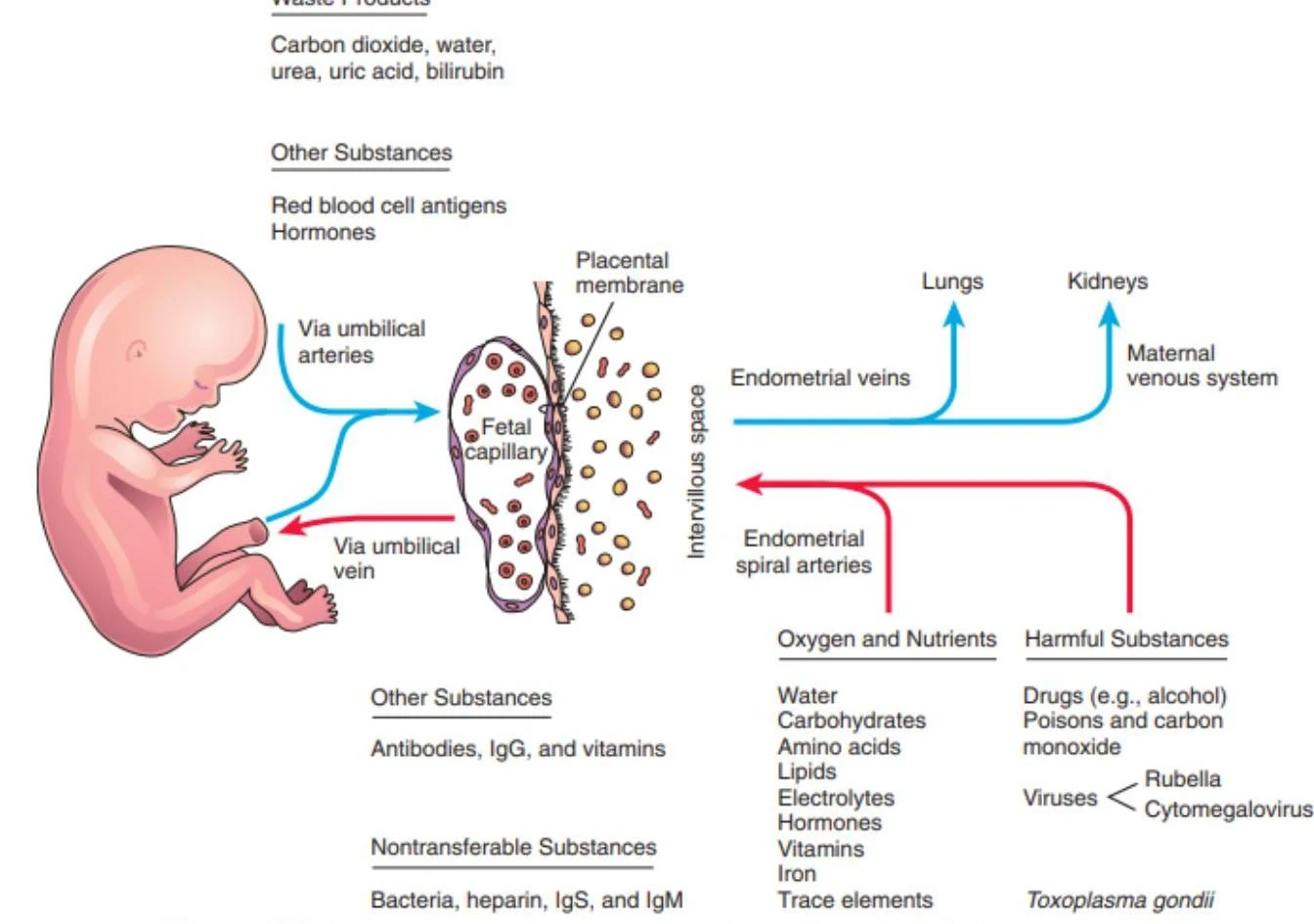 Diagram illustrating the exchange of substances between the fetus and the mother through the placental barrier, including oxygen, nutrients, waste products, and harmful substances.