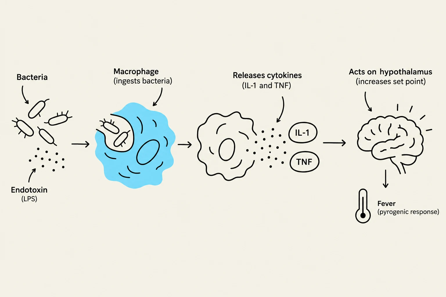 This diagram illustrates the process by which bacteria and endotoxins trigger macrophages to release cytokines, which then act on the hypothalamus to increase the body's set point, resulting in fever.