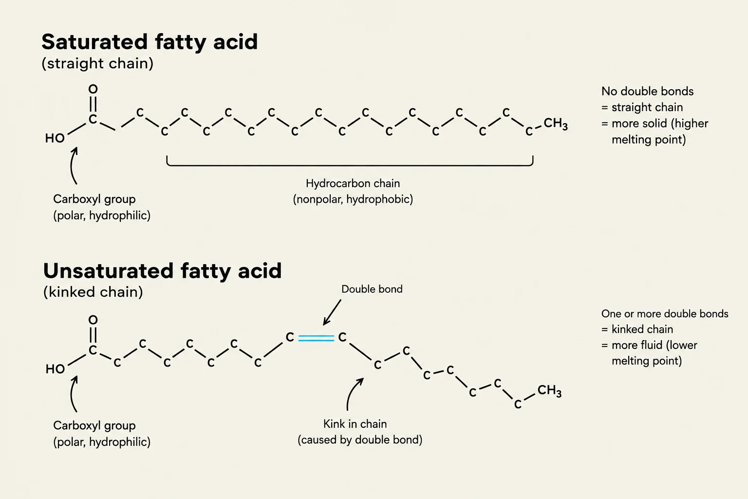 This illustration compares the molecular structures of saturated and unsaturated fatty acids, highlighting the presence or absence of double bonds and their impact on chain shape and physical properties.