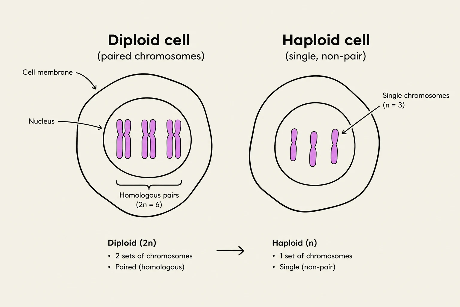 This diagram illustrates the difference between a diploid cell, which has paired chromosomes (2n=6), and a haploid cell, which has single chromosomes (n=3).
