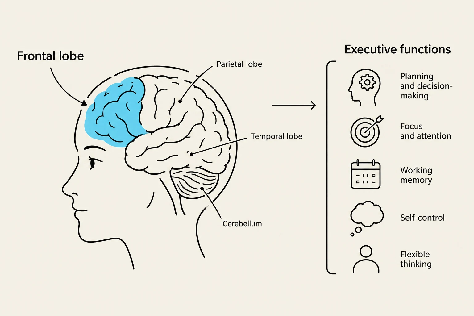 This diagram illustrates the frontal lobe of the brain and its association with executive functions such as planning, decision-making, focus, attention, working memory, self-control, and flexible thinking.