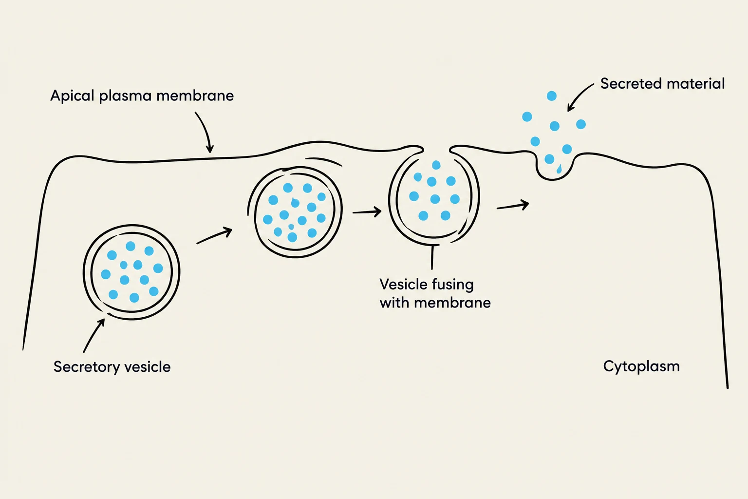 Diagram illustrating exocytosis, a process where a secretory vesicle fuses with the apical plasma membrane to release its contents outside the cell.