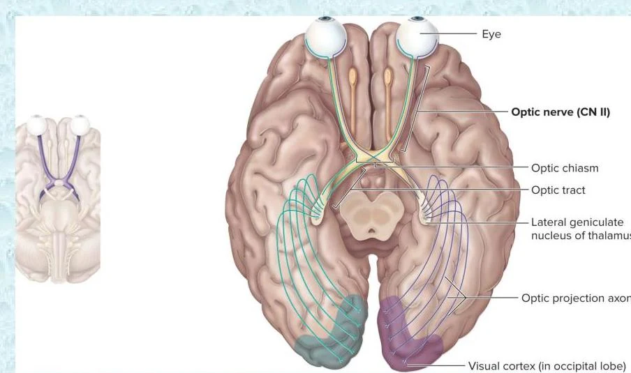 This illustration shows the anatomy of the human visual pathway, including the optic nerve, optic chiasm, optic tract, lateral geniculate nucleus of the thalamus, and the visual cortex in the occipital lobe.