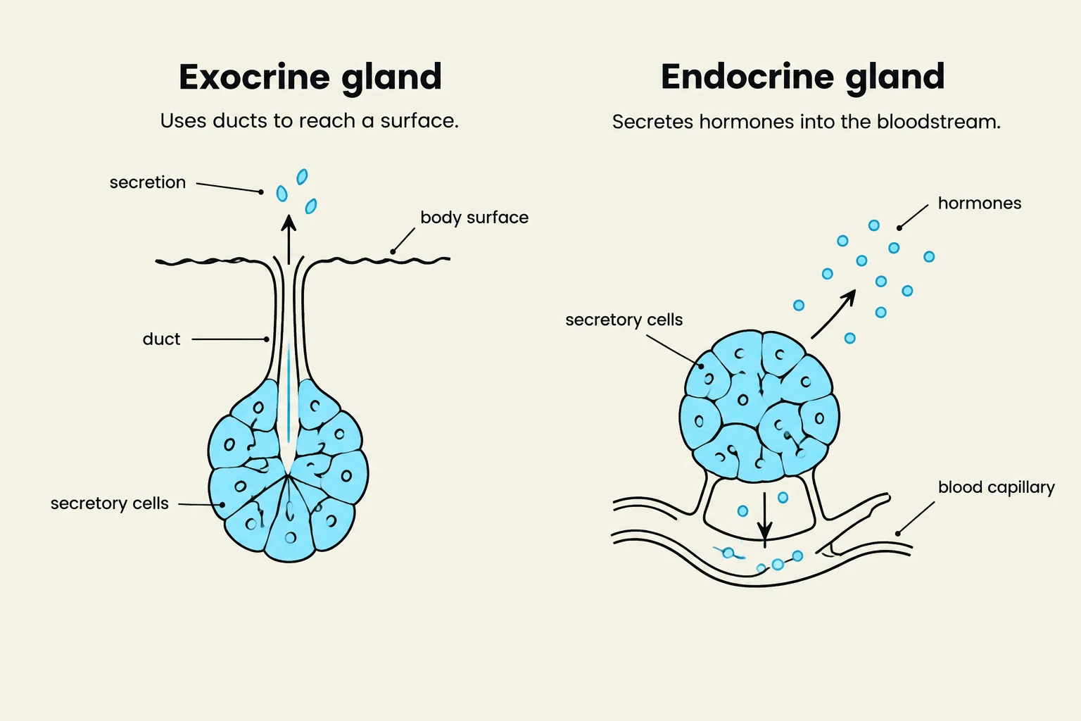 Diagrams illustrating the difference between exocrine glands, which use ducts to secrete substances to a surface, and endocrine glands, which secrete hormones directly into the bloodstream.