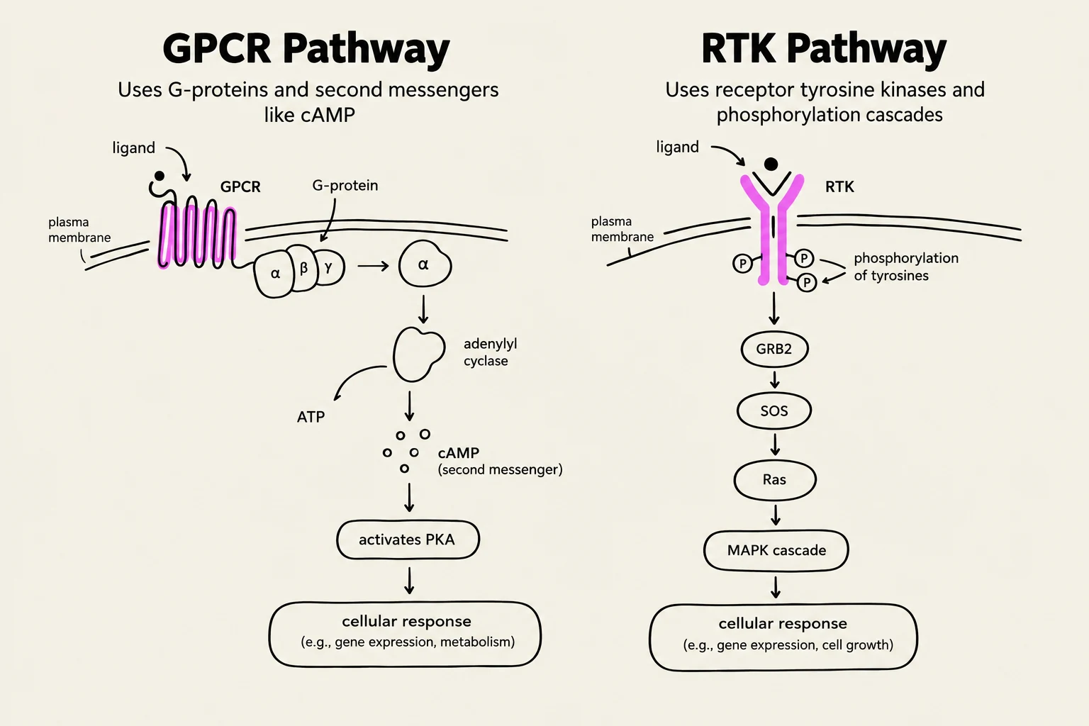 Comparison of the GPCR and RTK signaling pathways, illustrating their distinct mechanisms and downstream cellular responses.