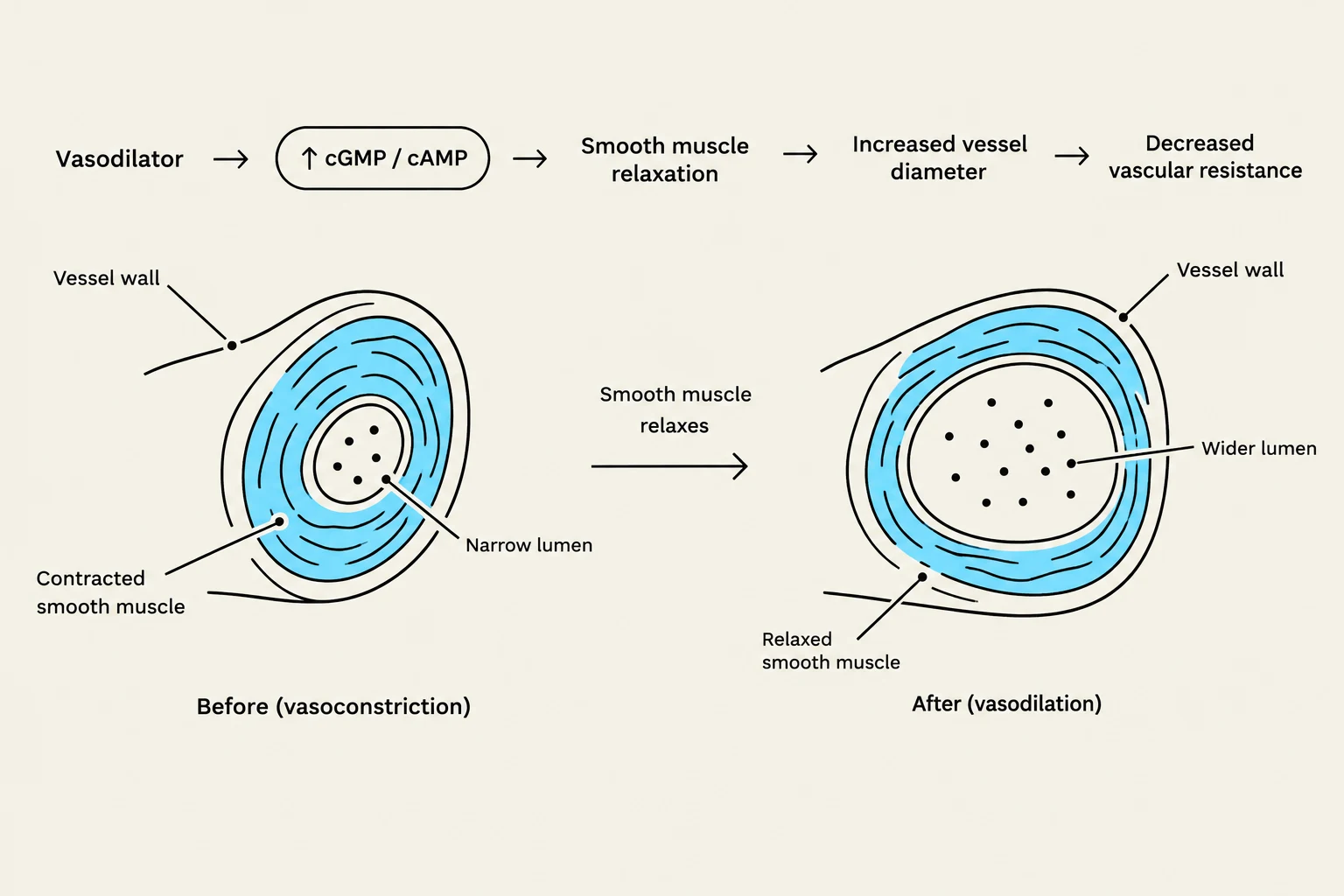 Diagram illustrating the process of vasodilation, where a vasodilator leads to smooth muscle relaxation, increased vessel diameter, and decreased vascular resistance.