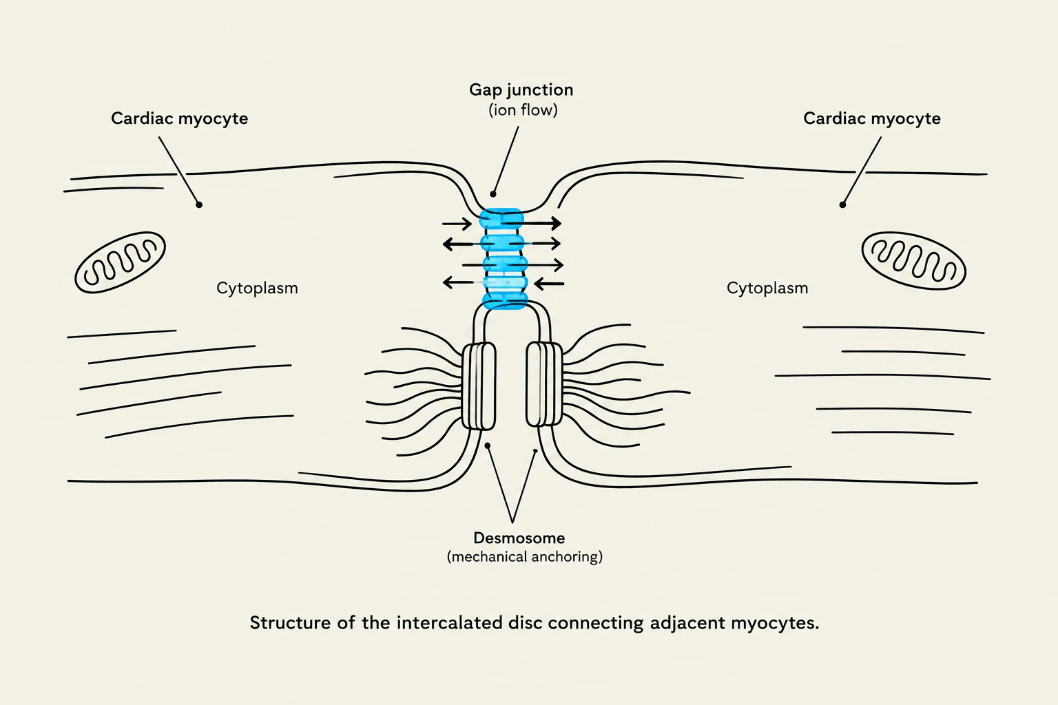 Structure of the intercalated disc connecting adjacent myocytes.