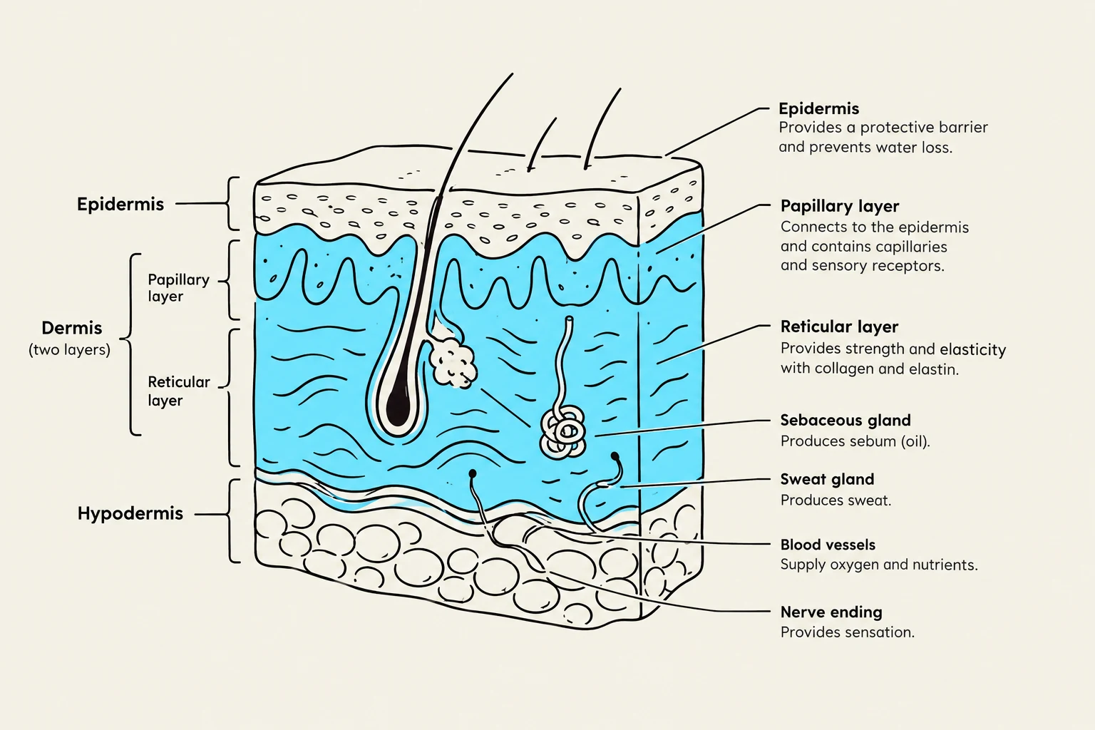 Diagram illustrating the layers of the skin: epidermis, dermis (papillary and reticular layers), and hypodermis, along with associated structures like hair follicles, sebaceous glands, sweat glands, blood vessels, and nerve endings.
