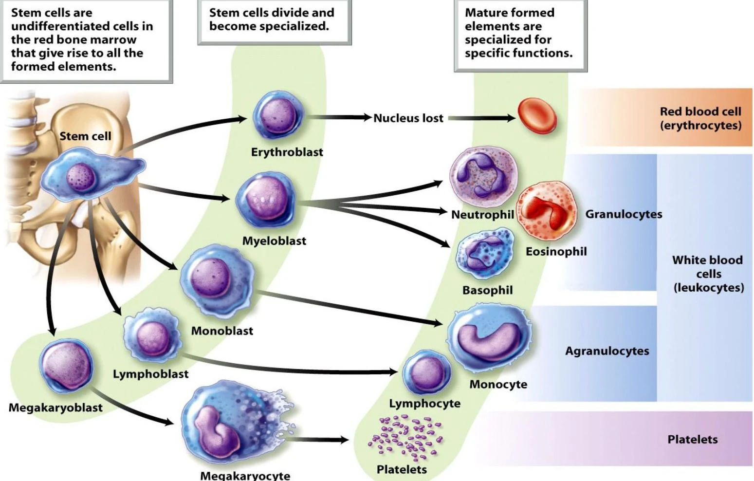 This diagram illustrates the process of hematopoiesis, where stem cells in the bone marrow differentiate into various blood cells, including red blood cells, white blood cells (granulocytes and agranulocytes), and platelets.