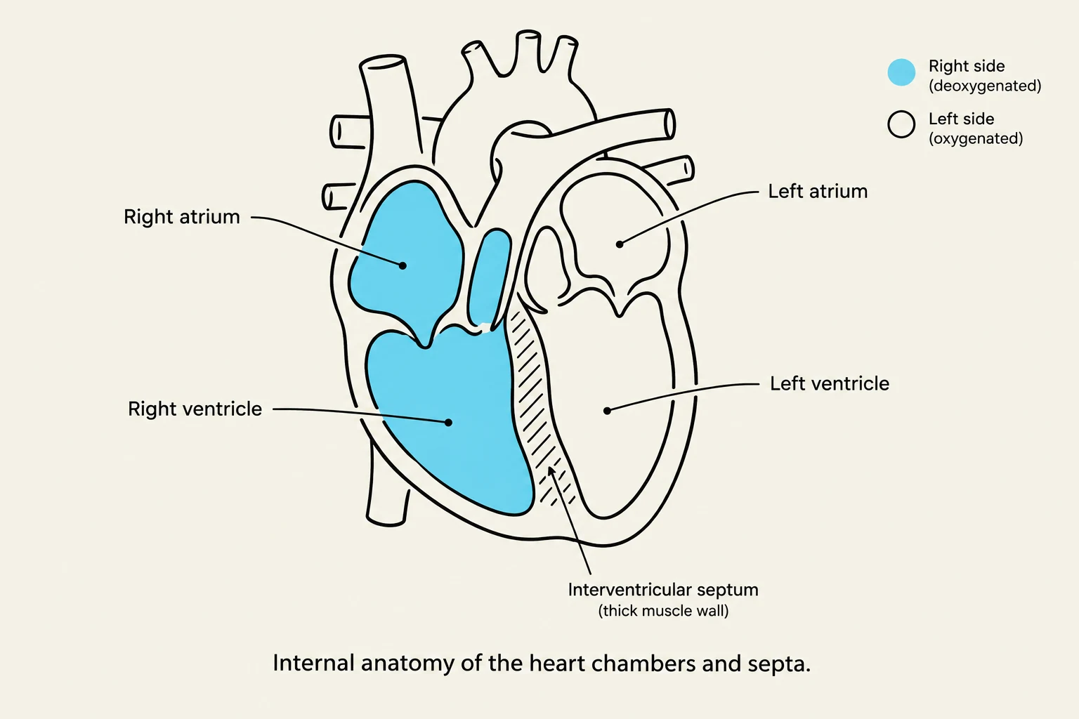 Internal anatomy of the heart chambers and septa, illustrating the right side (deoxygenated) and left side (oxygenated).