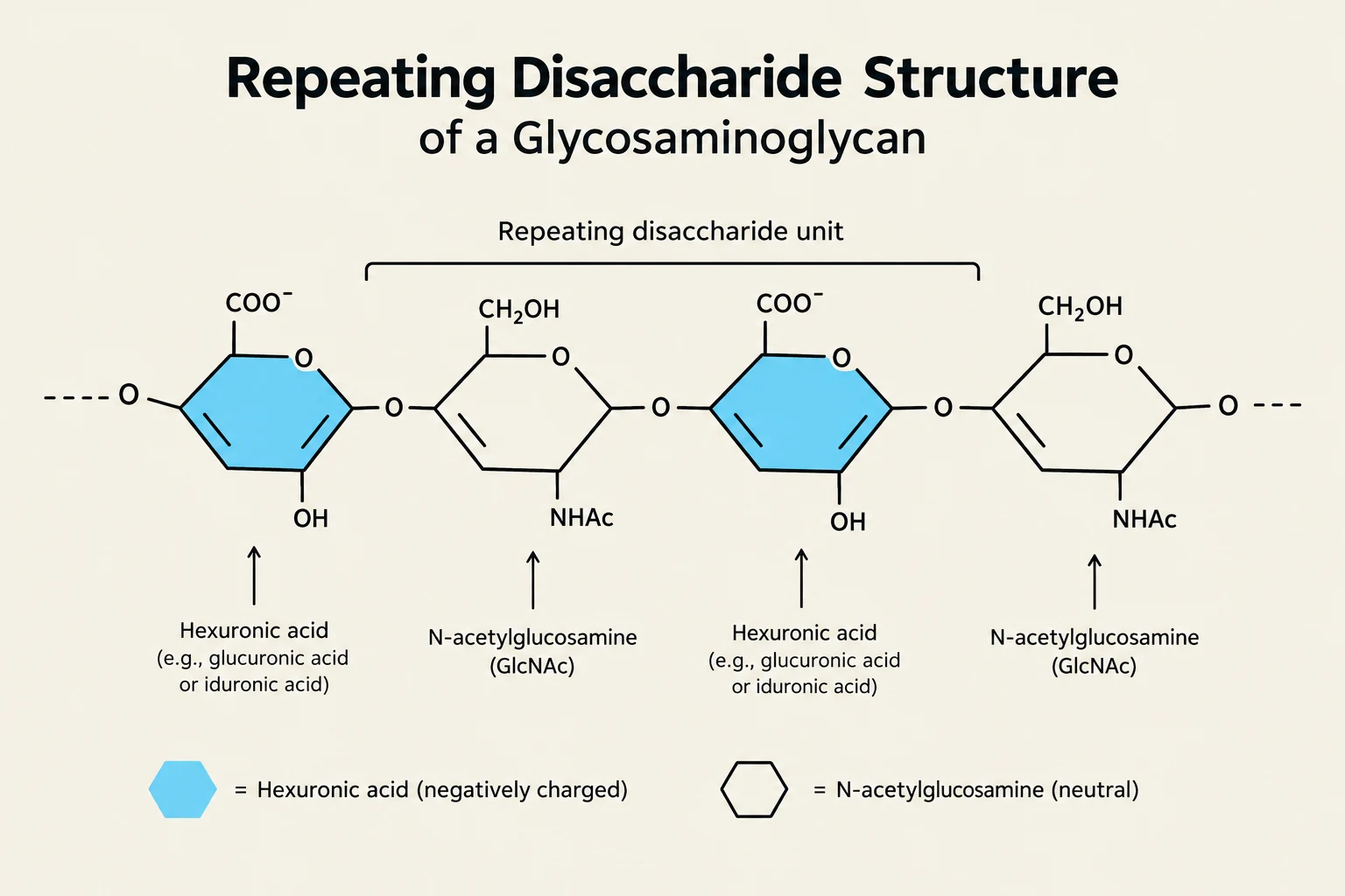 The repeating disaccharide structure of a glycosaminoglycan, illustrating the arrangement of hexuronic acid and N-acetylglucosamine units.