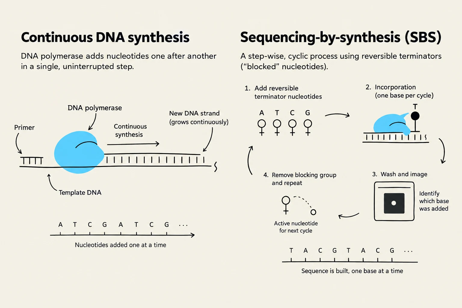 Diagrams illustrating continuous DNA synthesis and sequencing-by-synthesis (SBS).