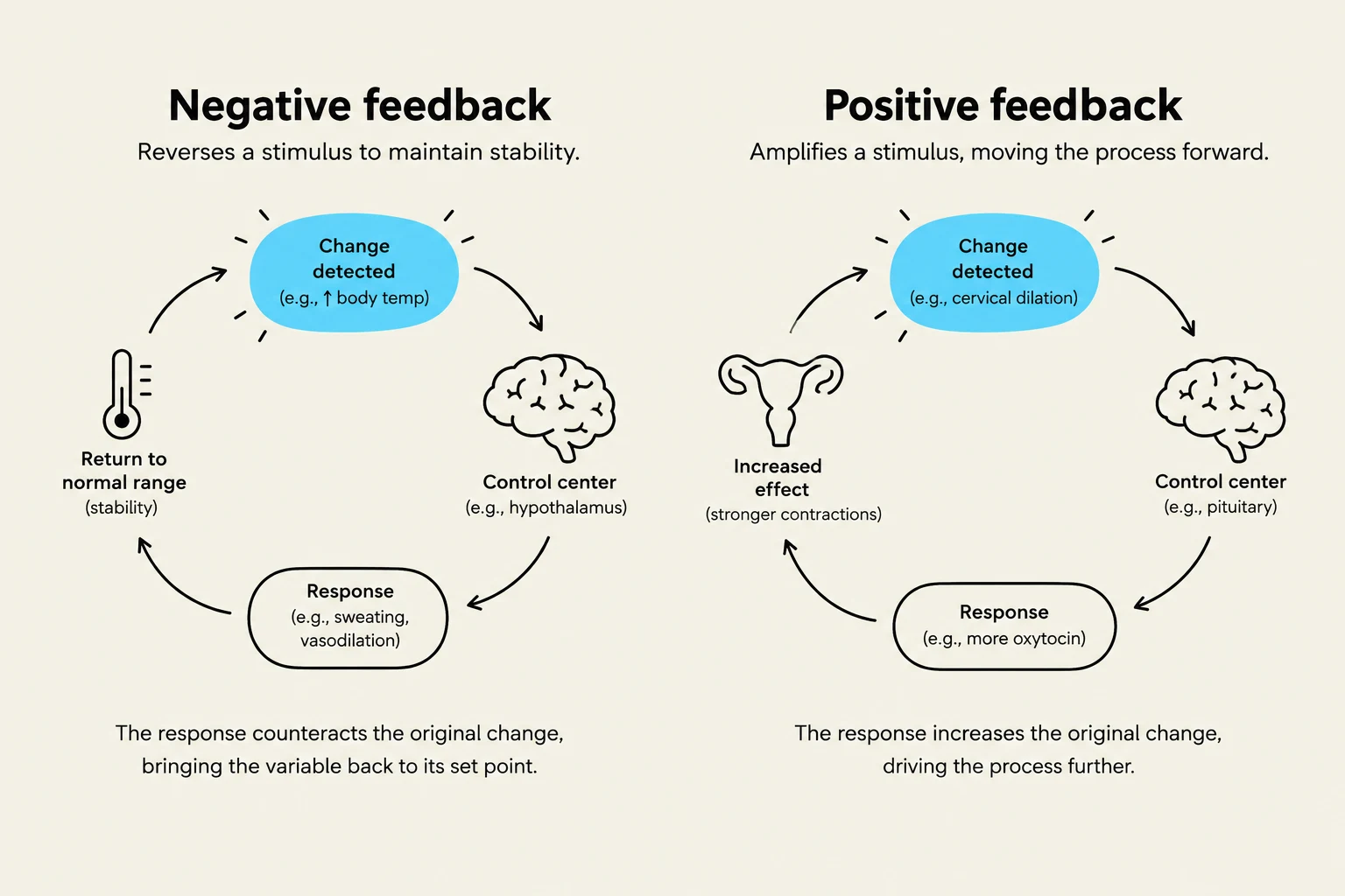 Diagrams illustrating negative and positive feedback loops in biological systems, showing how they maintain stability or amplify a stimulus, respectively.