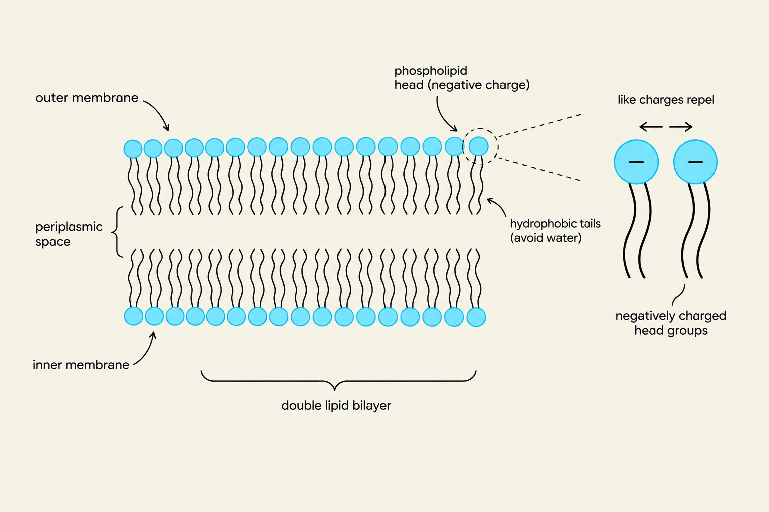 Diagram illustrating the structure of a double lipid bilayer, showing phospholipid heads with negative charges and hydrophobic tails, and the periplasmic space between the outer and inner membranes.