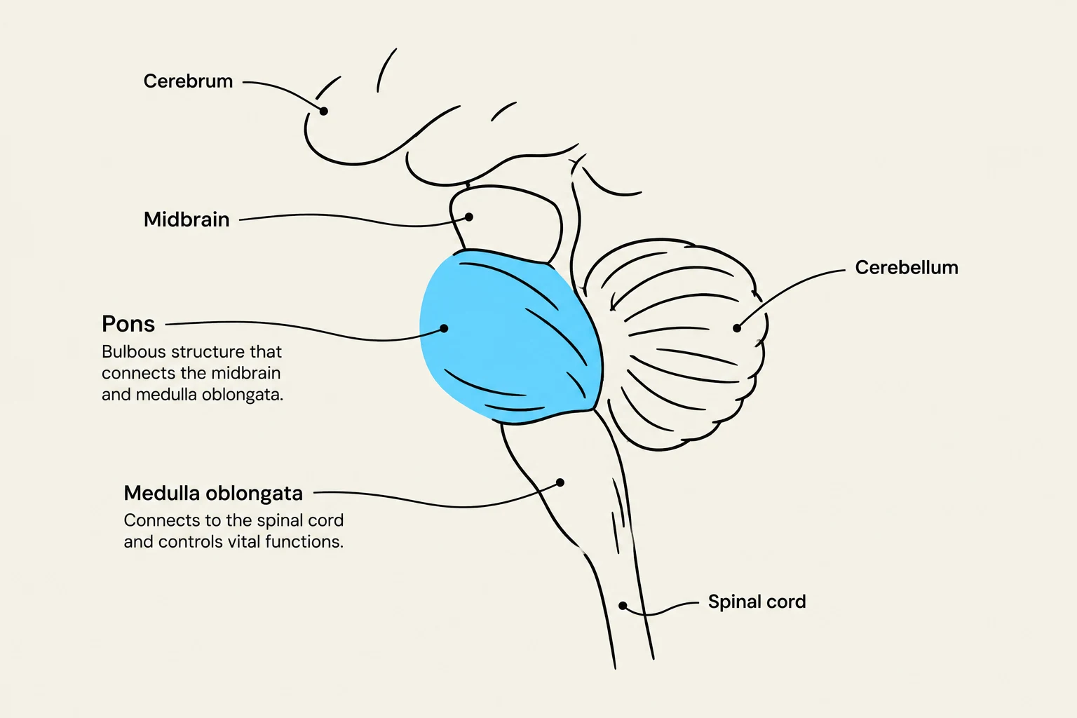 Diagram of the human brainstem, highlighting the cerebrum, midbrain, pons, medulla oblongata, cerebellum, and spinal cord.
