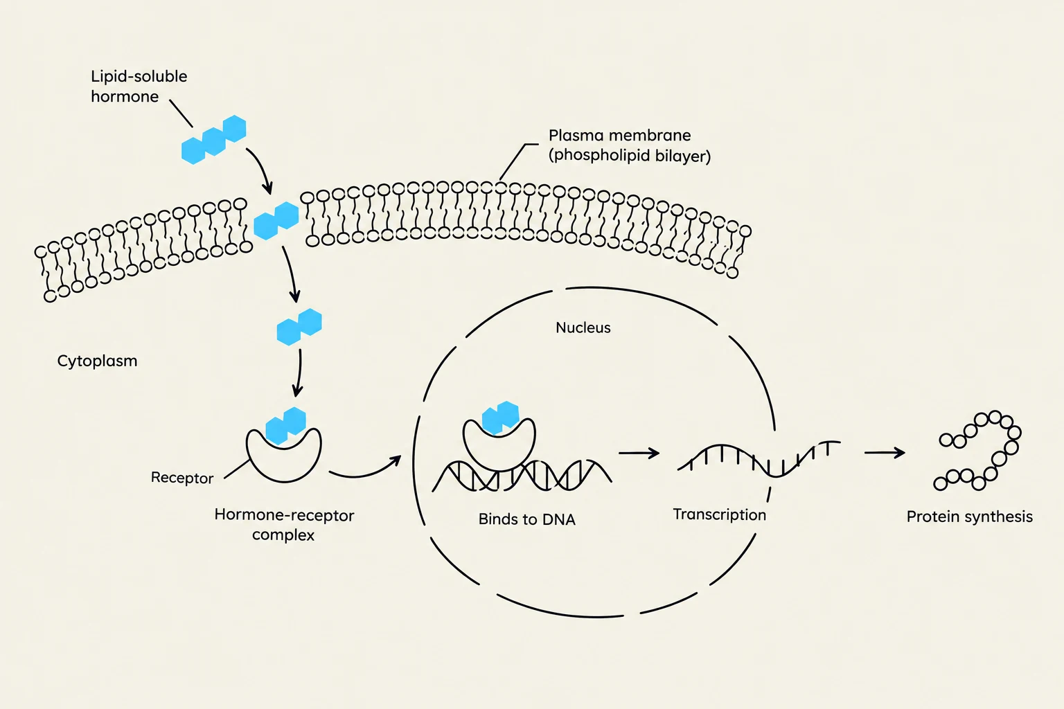 Diagram illustrating how a lipid-soluble hormone enters a cell, binds to a receptor in the cytoplasm to form a hormone-receptor complex, which then enters the nucleus to bind to DNA, leading to transcription and protein synthesis.
