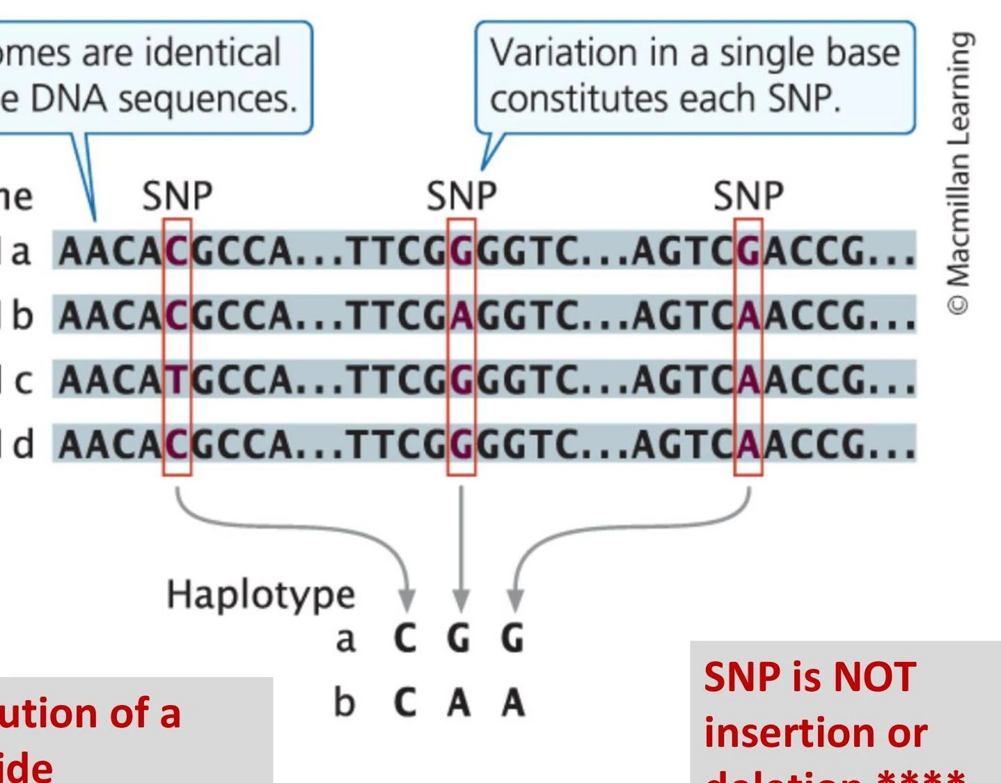 This illustration shows how single nucleotide polymorphisms (SNPs) represent variations in DNA sequences. Different haplotypes are formed based on these variations.