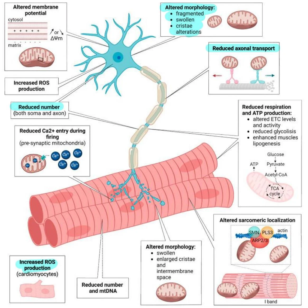 This diagram illustrates the effects of mitochondrial dysfunction on neuronal and muscle cells, including altered membrane potential, morphology, axonal transport, calcium entry, respiration, and sarcomeric localization.