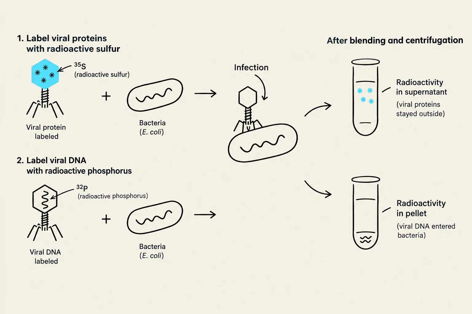 This diagram illustrates the Hershey-Chase experiment, which used radioactive isotopes to determine whether DNA or proteins are the genetic material. In the first part, viral proteins are labeled with radioactive sulfur, and in the second part, viral DNA is labeled with radioactive phosphorus. After infection and centrifugation, the results show that DNA enters the bacteria, while proteins remain outside, indicating DNA is the genetic material.