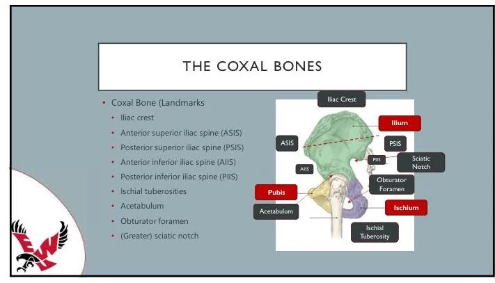 An illustration of the coxal bones, also known as the hip bones, with various landmarks labeled, including the ilium, ischium, pubis, iliac crest, ASIS, PSIS, AIIS, PIIS, sciatic notch, obturator foramen, acetabulum, and ischial tuberosity.