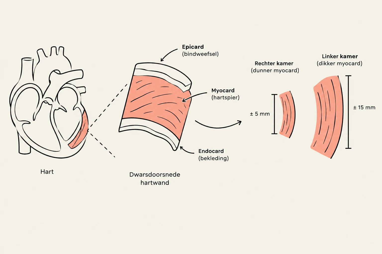 Diagram illustrating the layers of the heart wall (epicardium, myocardium, and endocardium) and comparing the thickness of the myocardium in the right and left ventricles.