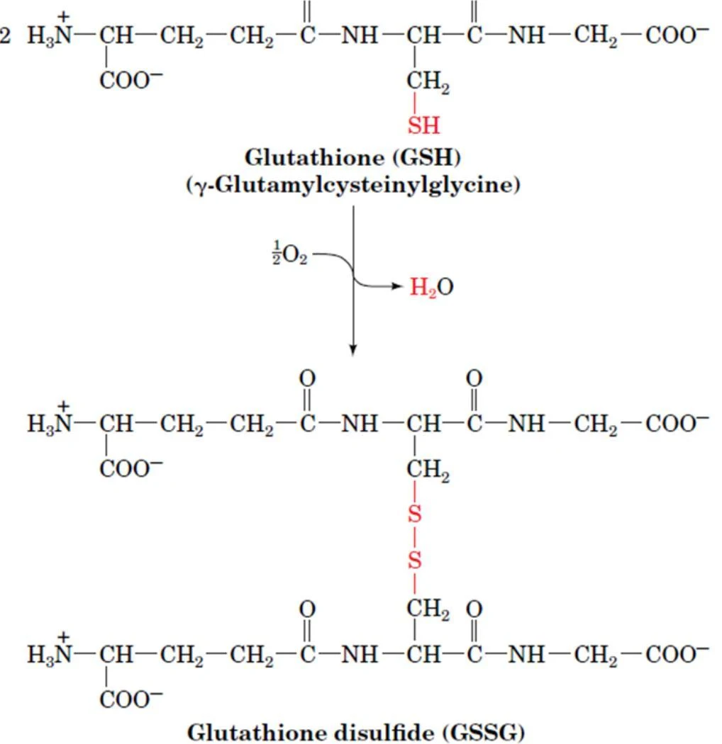 This diagram illustrates the oxidation of Glutathione (GSH) to Glutathione disulfide (GSSG) with the formation of water.