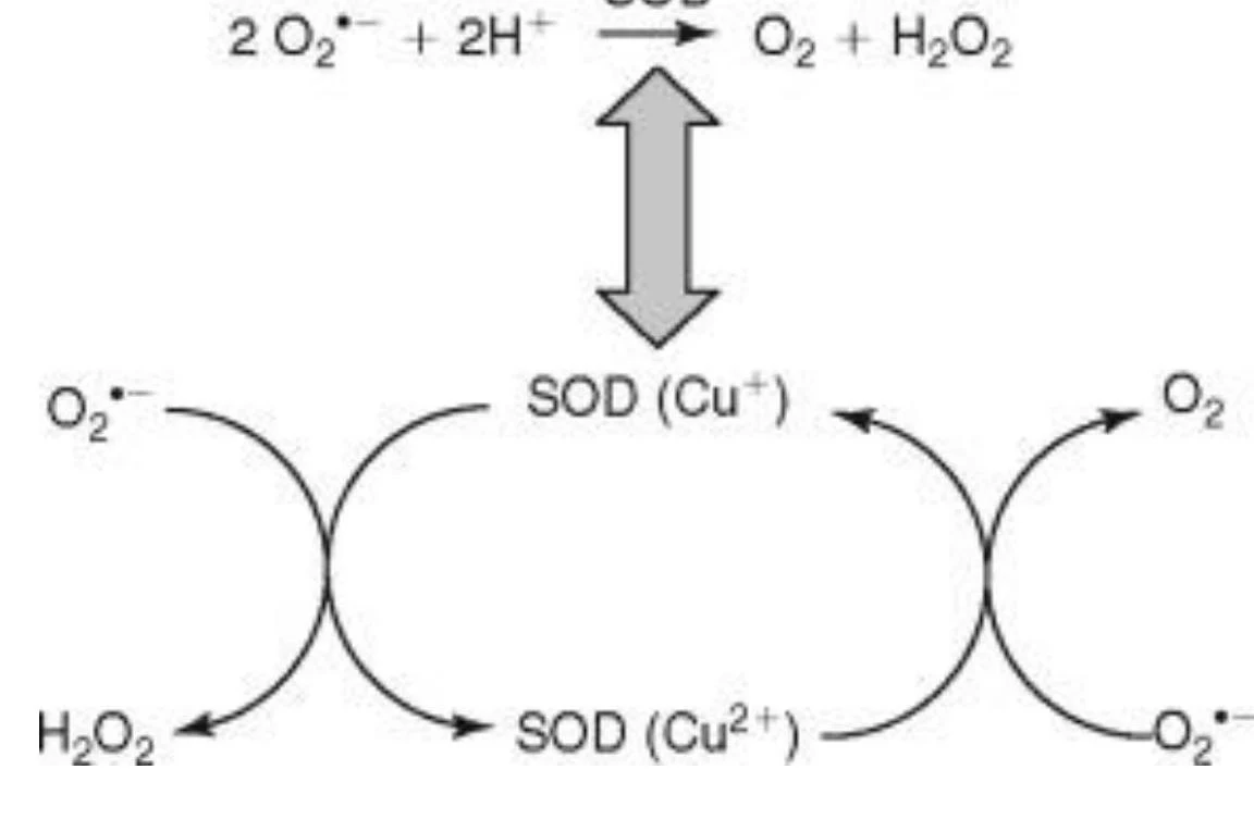 Diagram illustrating the catalytic cycle of superoxide dismutase (SOD) involving copper ions.