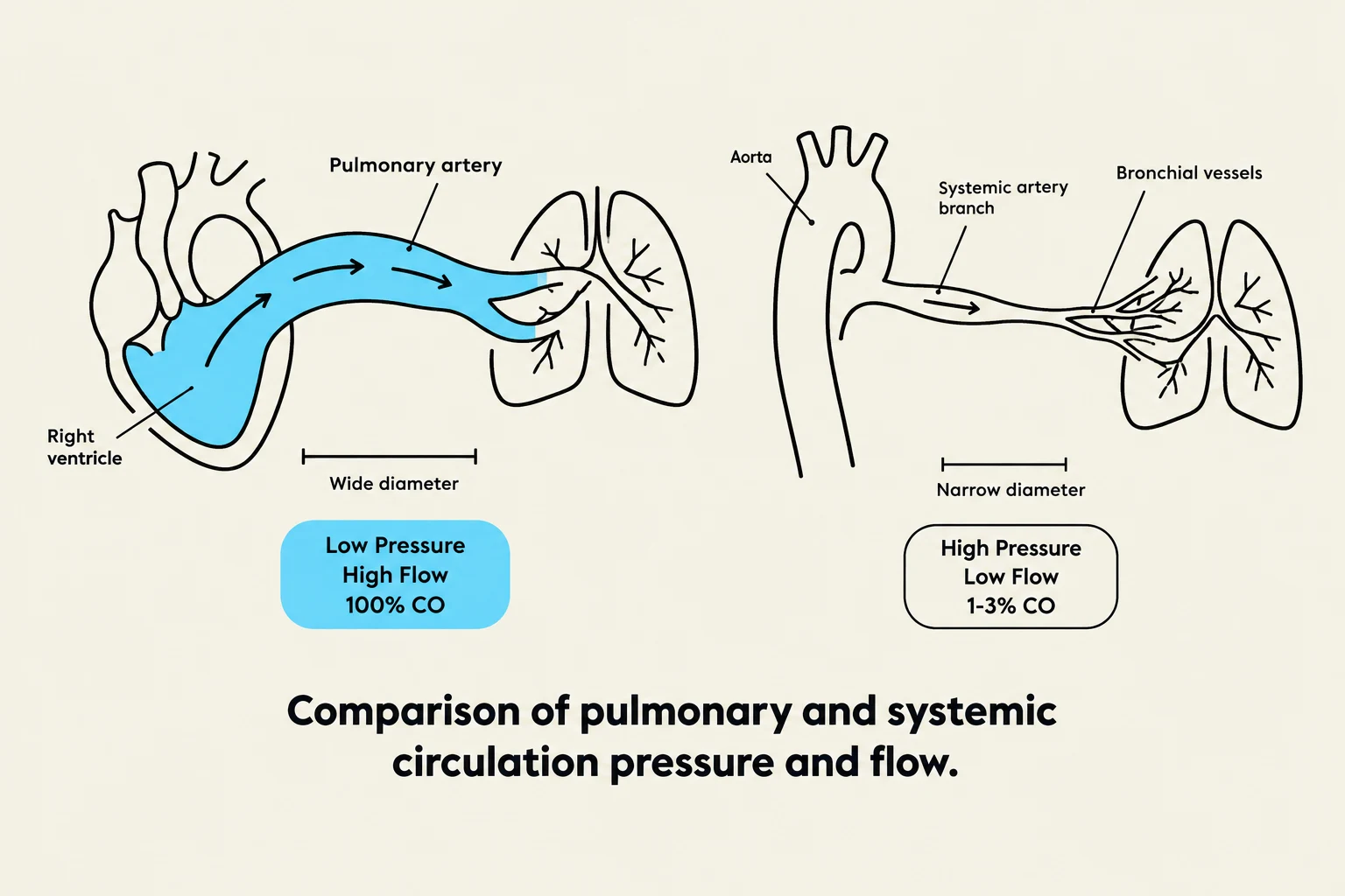 Comparison of pulmonary and systemic circulation pressure and flow.