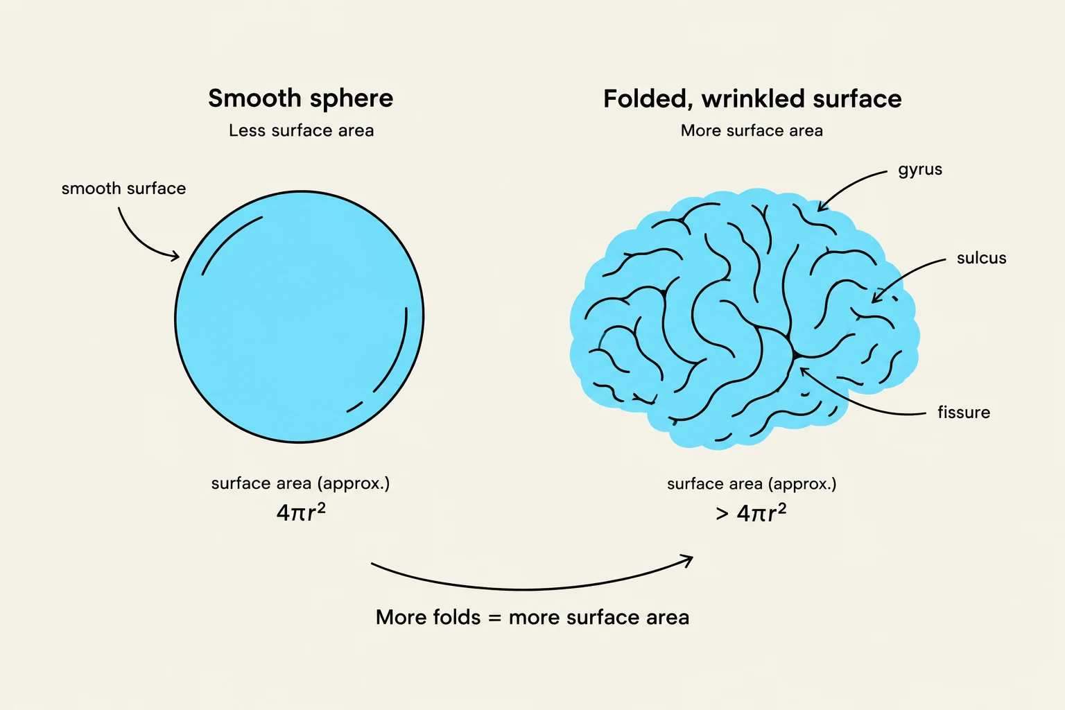 This illustration compares the surface area of a smooth sphere to a folded, wrinkled surface, like a brain. It shows that folding increases surface area, as indicated by the labels for gyrus, sulcus, and fissure on the brain.