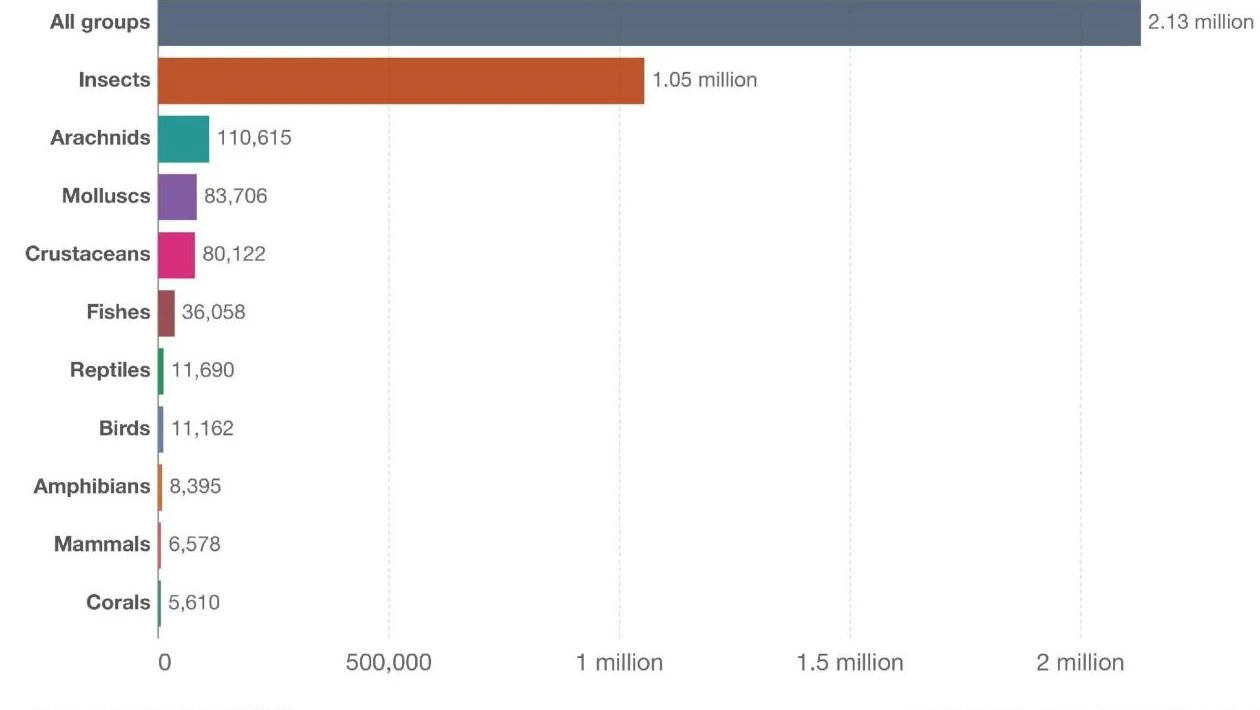 Bar chart showing the number of described species across different animal groups, with 'All groups' at 2.13 million and 'Insects' at 1.05 million, followed by smaller counts for Arachnids, Molluscs, Crustaceans, Fishes, Reptiles, Birds, Amphibians, Mammals, and Corals.