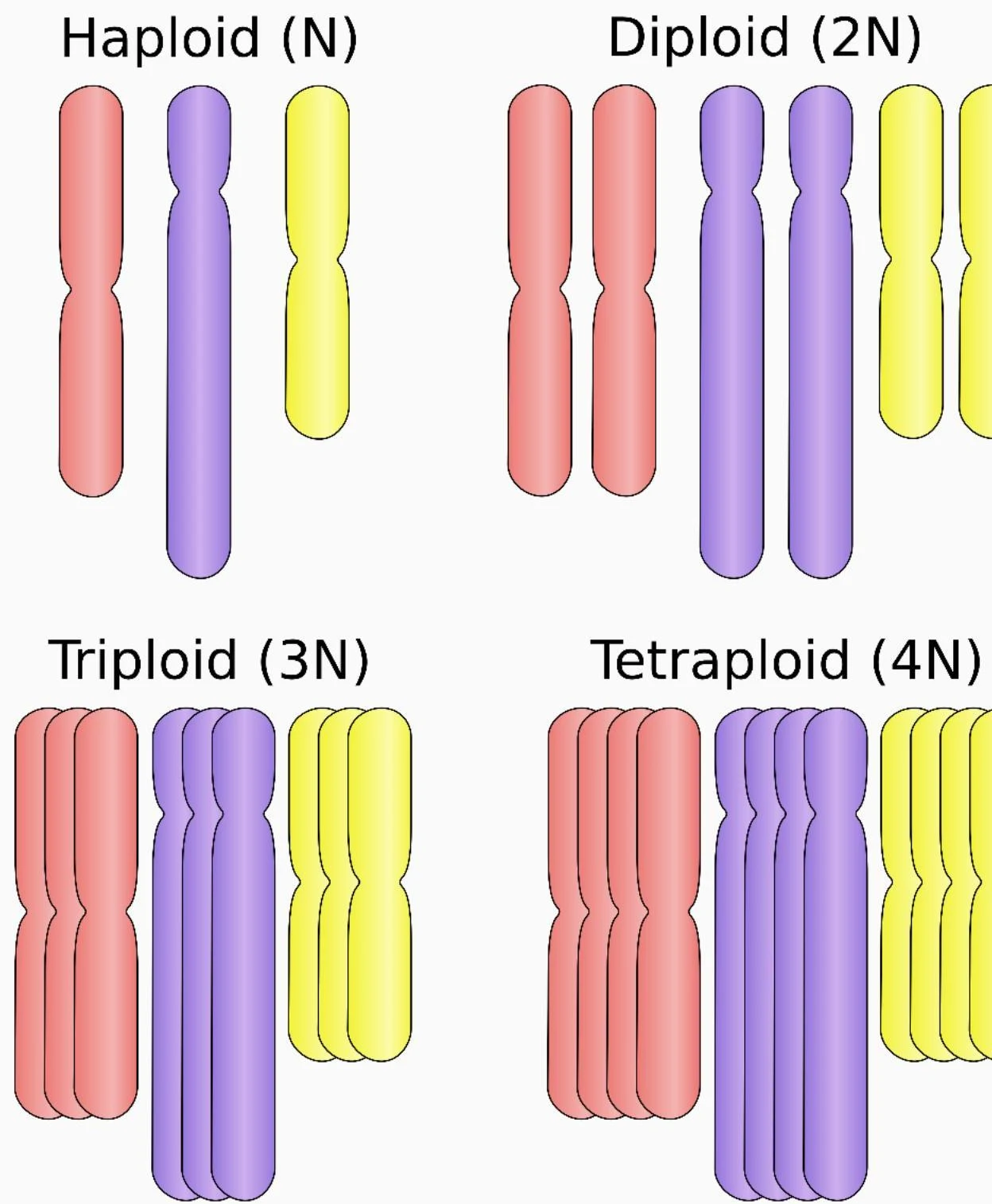 Diagram illustrating haploid, diploid, triploid, and tetraploid chromosome sets, showing varying numbers of chromosome pairs.